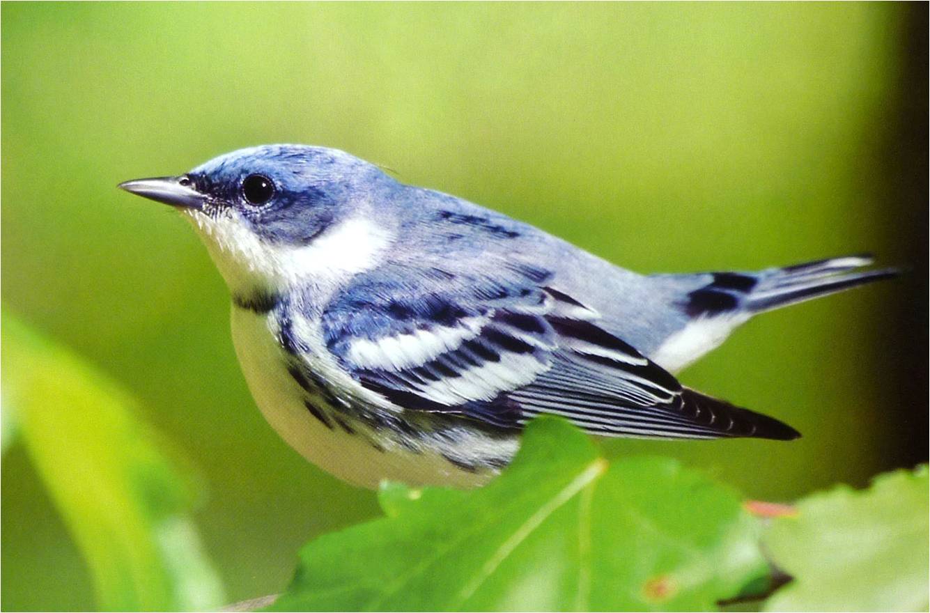 Let us talk about some fun facts about the Cerulean Warbler this World Migratory Bird Day 2022